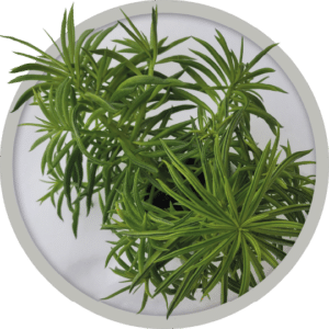 bebe-plante-peperomia-happy-bean-2026