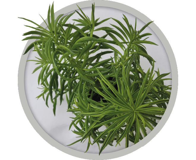 bebe-plante-peperomia-happy-bean-2026