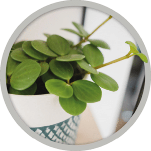 bebe-plante-peperomia-hope-2026