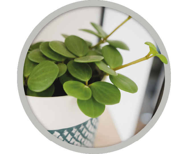 bebe-plante-peperomia-hope-2026