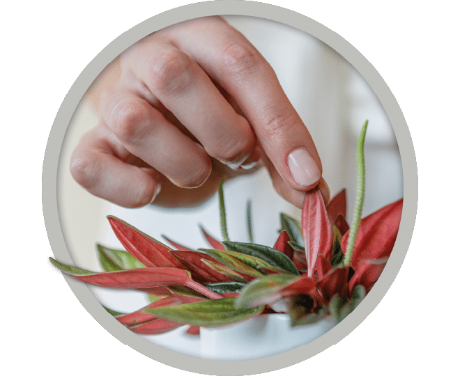 bebe-plante-peperomia-rosso-2026