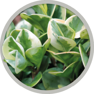 bebe-plante-peperomia-variegata-2026