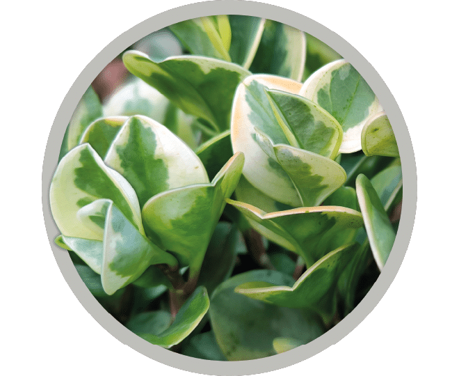 bebe-plante-peperomia-variegata-2026