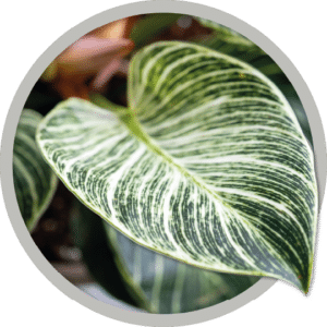 bebe-plante-philodendron-birkin-2026