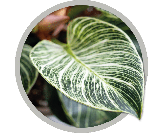 bebe-plante-philodendron-birkin-2026