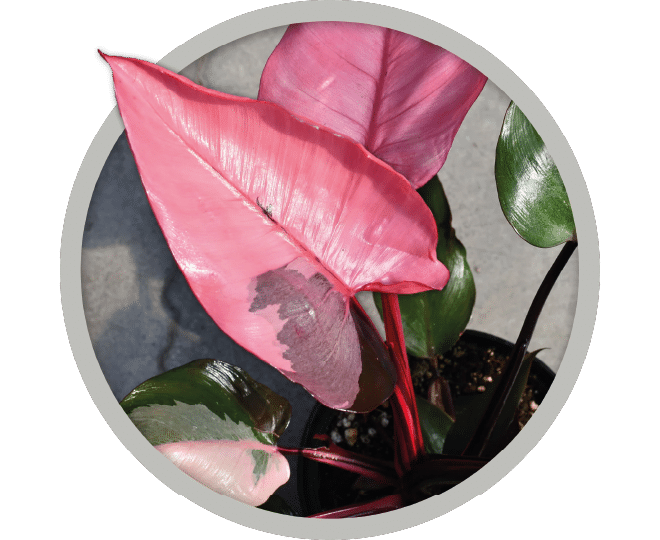 bebe-plante-philodendron-pink-princess-2026