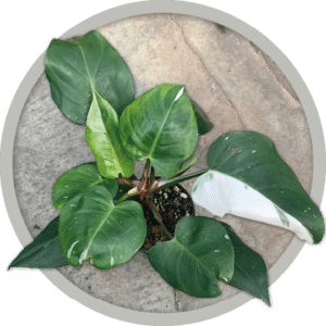 bebe-plante-philodendron-white-princess-2026