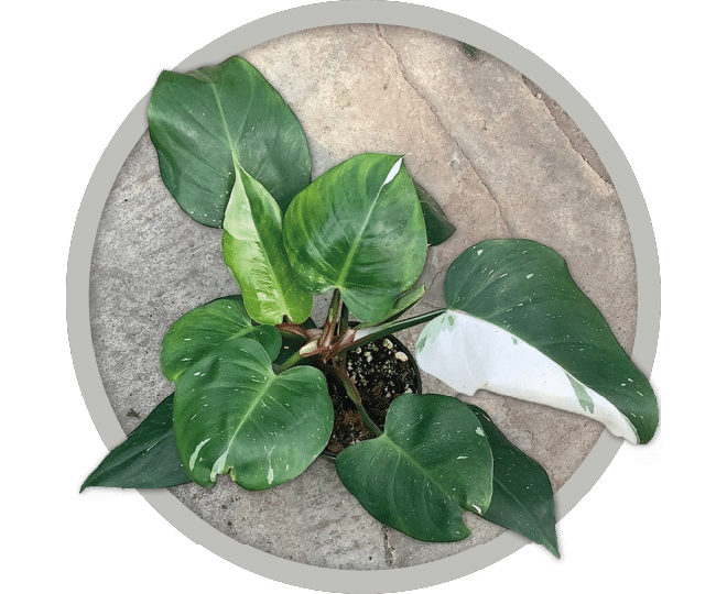 bebe-plante-philodendron-white-princess-2026