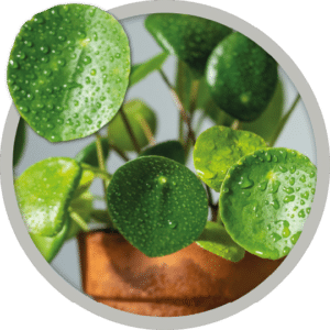 bebe-plante-piela-peperomioides-2026