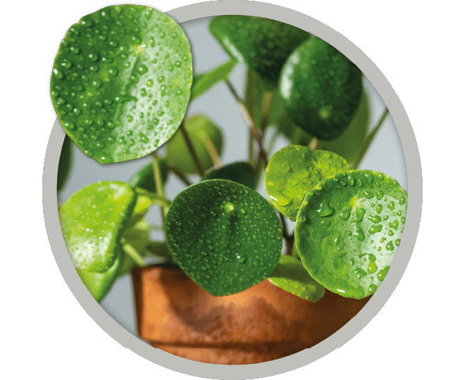 bebe-plante-piela-peperomioides-2026