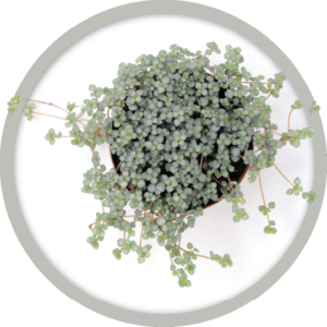 bebe-plante-pilea-aquamarine-2026