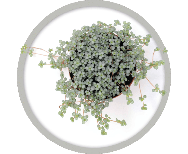 bebe-plante-pilea-aquamarine-2026