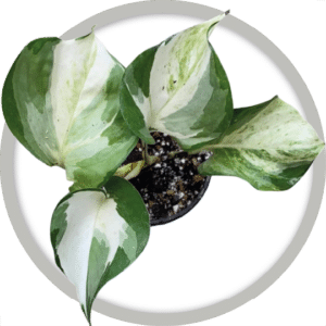 bebe-plante-pothos-manjula-2026