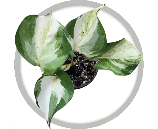 bebe-plante-pothos-manjula-2026