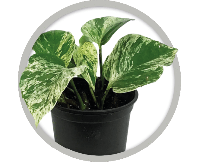 bebe-plante-pothos-marble-queen-2026