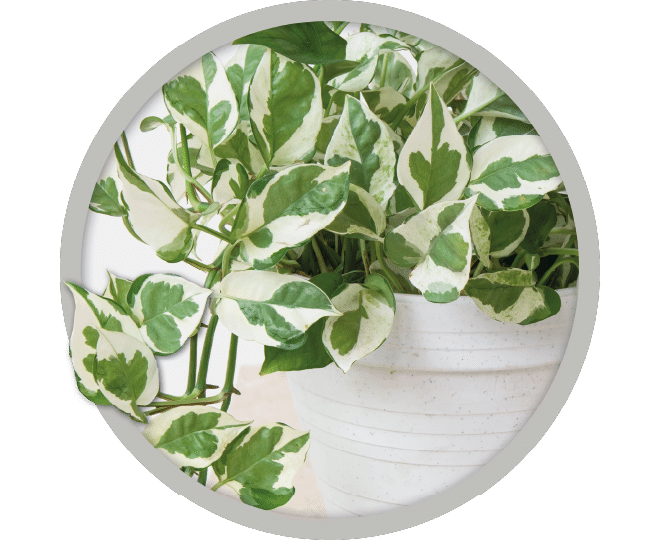 bebe-plante-pothos-njoy-2026