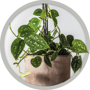 bebe-plante-scindapsus-exotica-2026