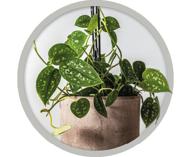 bebe-plante-scindapsus-exotica-2026