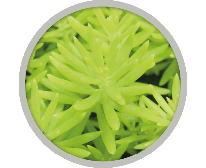 bebe-plante-sedum-hispanicum-2026