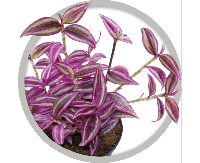 bebe-plante-tradescantia-pink-paradise-2026