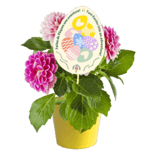 plante-pour-paques-2026-am