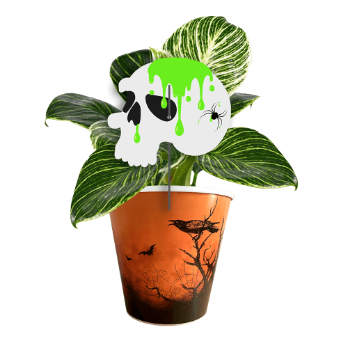 crane-philodendron-birkin