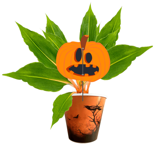 la-citrouille-chlorophytum-orange-glow