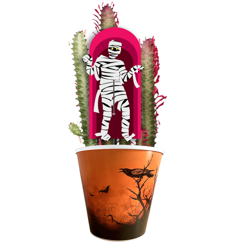 la-momie-euphorbia-trigona-rubra